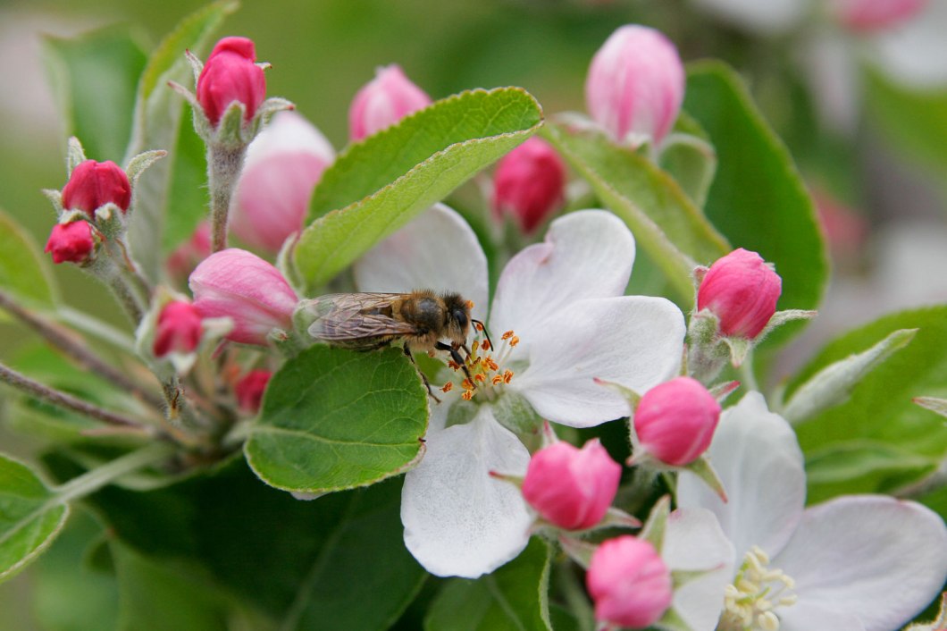 Bee_in_apple_blossom